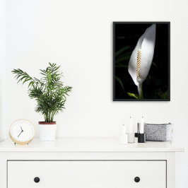 White Peace Lily Plant Floral Foto Afdruk