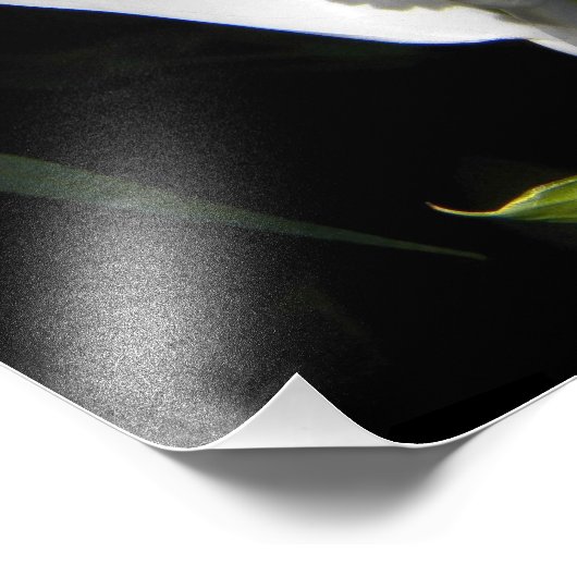 White Peace Lily Plant Floral Foto Afdruk (Hoek)