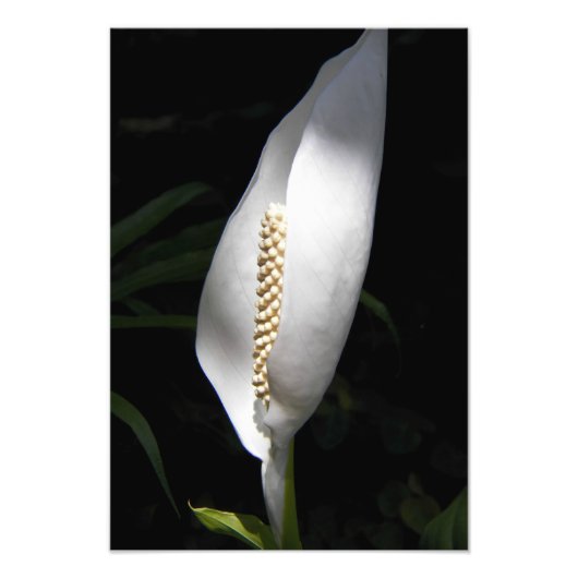 White Peace Lily Plant Floral Foto Afdruk (Voorkant)