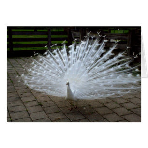 White Peacock
