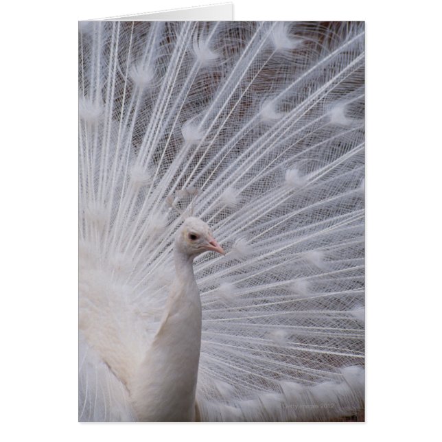 White Peacock (Voorkant)