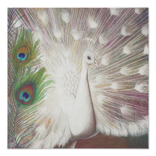 White Peacock and Green Peacock Feather art Print Foto Afdruk (Voorkant)