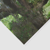 White Peacock Angel Oak Tree-papier Tissuepapier (Detail)