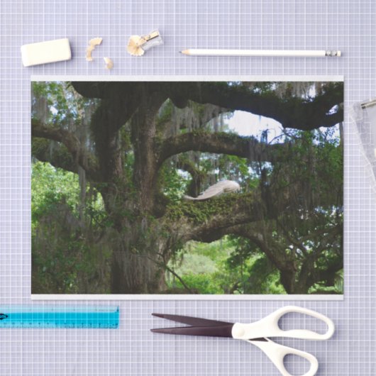 White Peacock Angel Oak Tree-papier Tissuepapier (Craft)