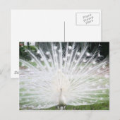 White Peacock Briefkaart (Voorkant / Achterkant)