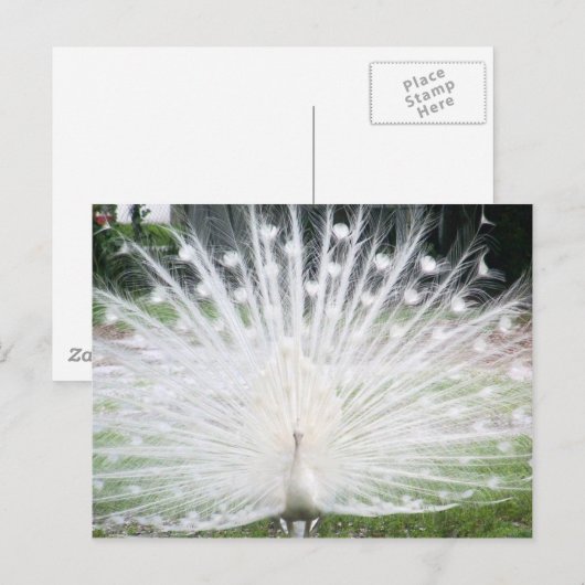 White Peacock Briefkaart (Voorkant / Achterkant)