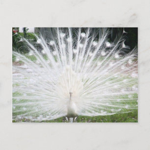 White Peacock Briefkaart