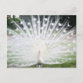 White Peacock Briefkaart (Voorkant)