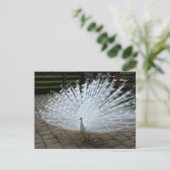White Peacock Briefkaart (Staand voorkant)