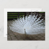 White Peacock Briefkaart (Voorkant / Achterkant)