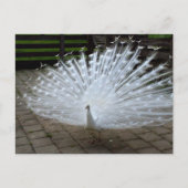 White Peacock Briefkaart (Voorkant)