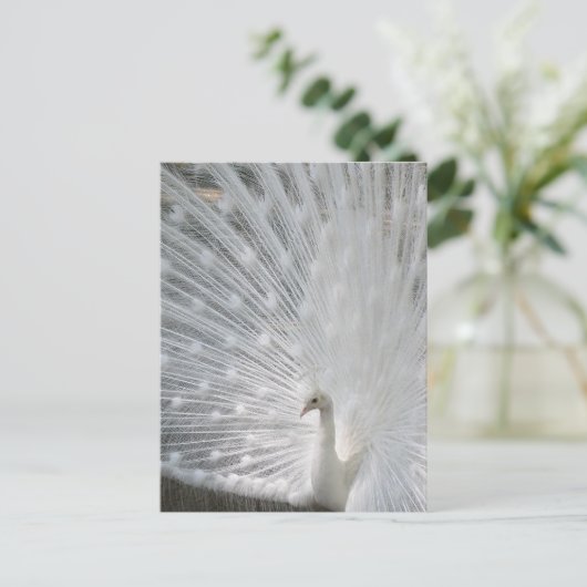 White Peacock Briefkaart (Staand voorkant)
