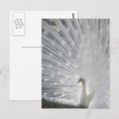 White Peacock Briefkaart (Voorkant / Achterkant)