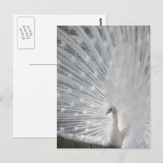 White Peacock Briefkaart (Voorkant / Achterkant)