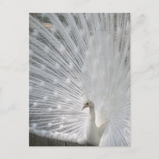 White Peacock Briefkaart (Voorkant)