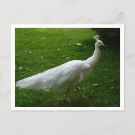 White Peacock Briefkaart