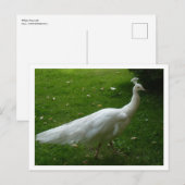 White Peacock Briefkaart (Voorkant / Achterkant)