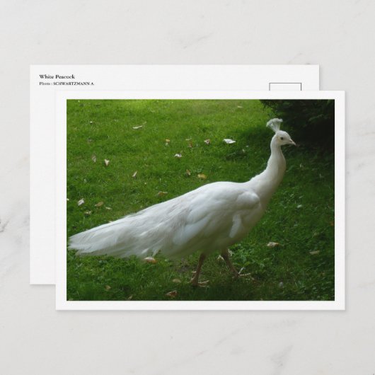 White Peacock Briefkaart (Voorkant / Achterkant)