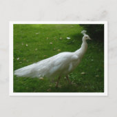 White Peacock Briefkaart (Voorkant)