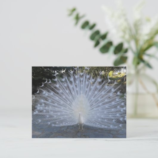 White Peacock Briefkaart (Staand voorkant)