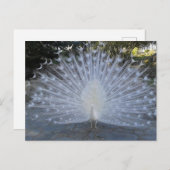 White Peacock Briefkaart (Voorkant / Achterkant)