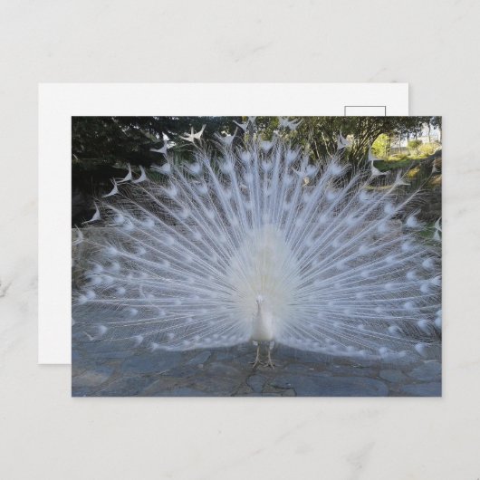 White Peacock Briefkaart (Voorkant / Achterkant)