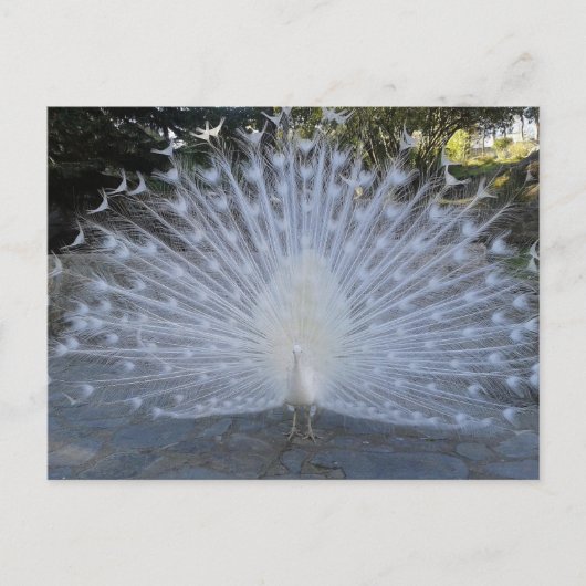 White Peacock Briefkaart (Voorkant)