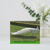 White Peacock Briefkaart (Staand voorkant)