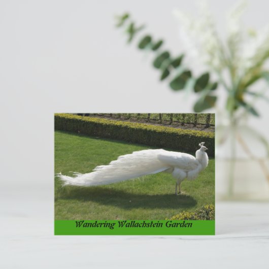 White Peacock Briefkaart (Staand voorkant)