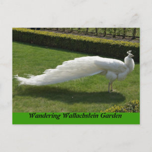White Peacock Briefkaart