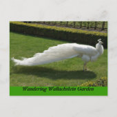 White Peacock Briefkaart (Voorkant)