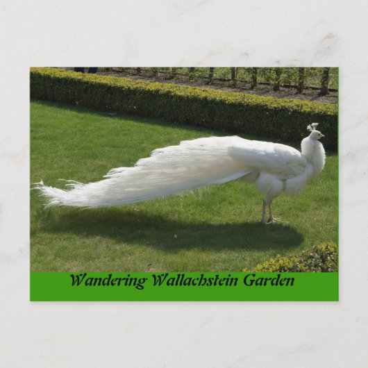 White Peacock Briefkaart (Voorkant)