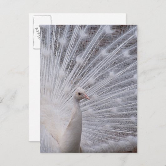 White Peacock Briefkaart (Voorkant / Achterkant)