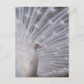 White Peacock Briefkaart (Voorkant)