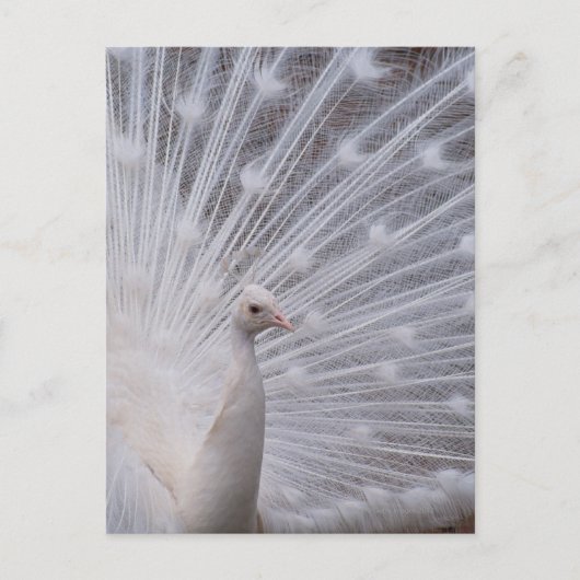 White Peacock Briefkaart (Voorkant)