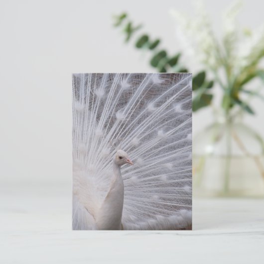 White Peacock Briefkaart (Staand voorkant)