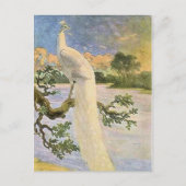 White Peacock Briefkaart (Voorkant)
