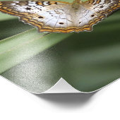 White Peacock Butterfly. Foto Afdruk (Hoek)