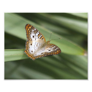 White Peacock Butterfly. Foto Afdruk