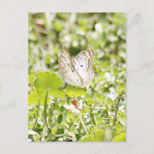 White Peacock Butterfly Photo Briefkaart