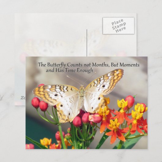 White Peacock Butterfly Quote Briefkaart (Voorkant / Achterkant)