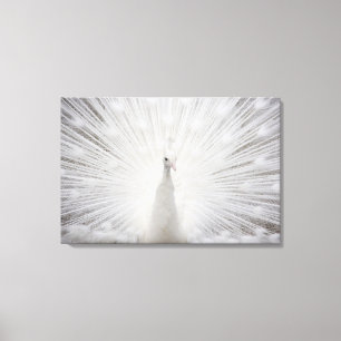 White Peacock Canvas Afdruk