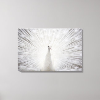 White Peacock Canvas Afdruk