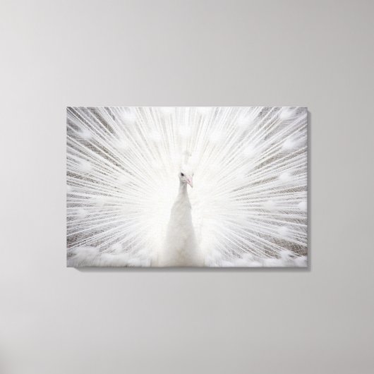 White Peacock Canvas Afdruk (Voorkant)