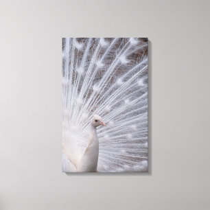 White Peacock Canvas Afdruk