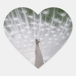 White Peacock Heart Shaped Sticker