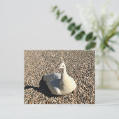 White Peacock, Idaho Briefkaart (Staand voorkant)