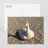 White Peacock, Idaho Briefkaart (Voorkant / Achterkant)
