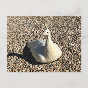 White Peacock, Idaho Briefkaart