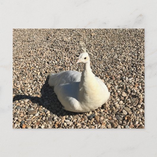 White Peacock, Idaho Briefkaart (Voorkant)